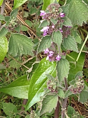 photo of Black Horehound