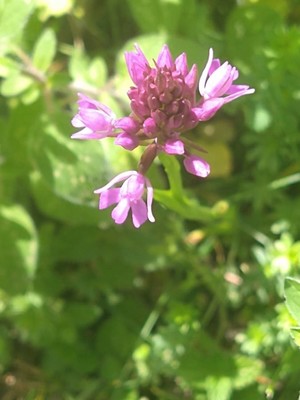 photo of Pyramidal Orchid