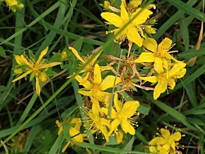 photo of Perforate St. John's Wort