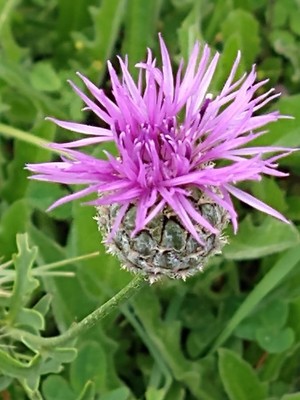 photo of Greater Knapweed