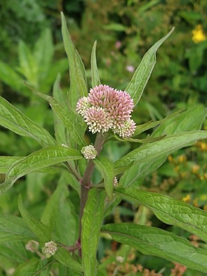 photo of Hemp Agrimony