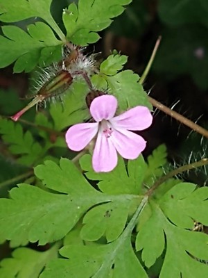 photo of Herb Robert
