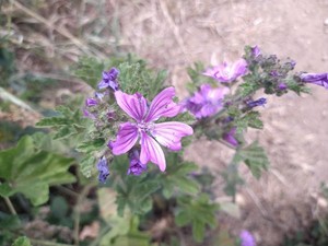 photo of Common Mallow