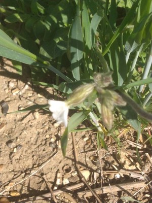 photo of White Campion
