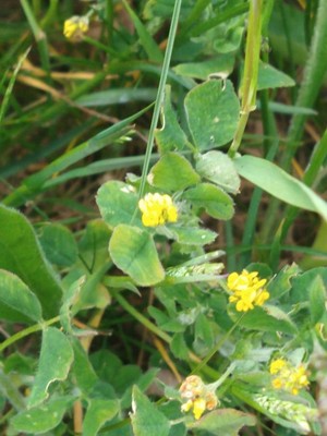 photo of Black Medick