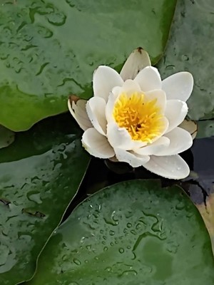 photo of White Water Lily