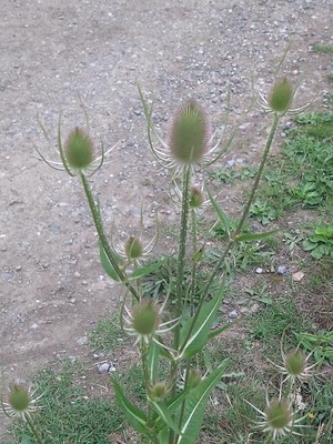 photo of Teasel