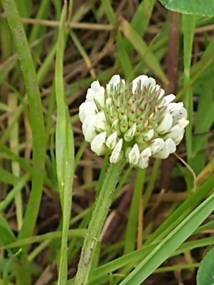 photo of White Clover