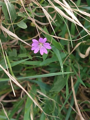 photo of Dove's Foot Crane's Bill