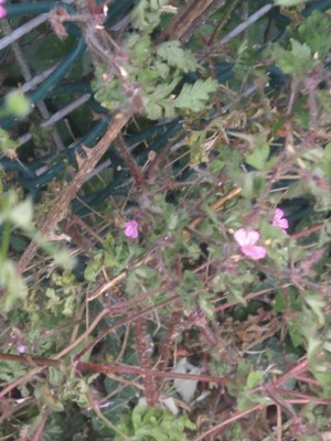photo of Herb Robert