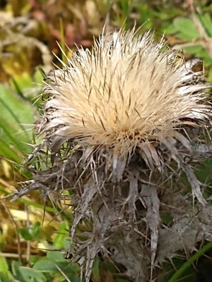 photo of Carline Thistle