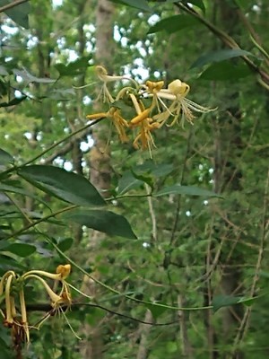 photo of Honeysuckle