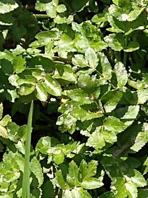photo of Fool's Water Cress
