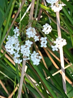 photo of Marsh Valerian
