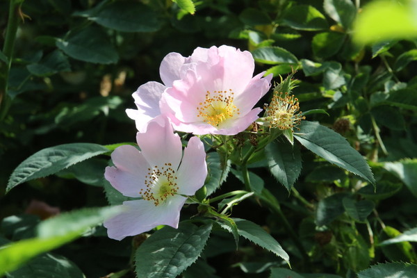 photo of Common Dog Rose