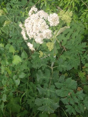 photo of Hogweed