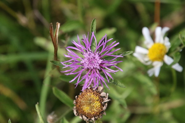 photo of Common Knapweed