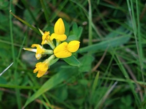 photo of Bird's Foot Trefoil