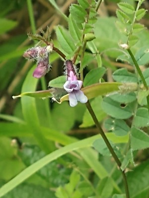 photo of Bush Vetch