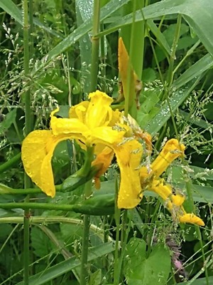 photo of Yellow Iris