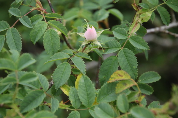 photo of Common Dog Rose