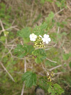photo of Guelder Rose