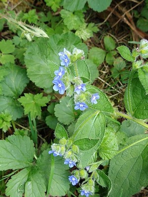 photo of Green Alkanet