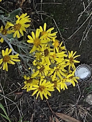 photo of Silver Ragwort
