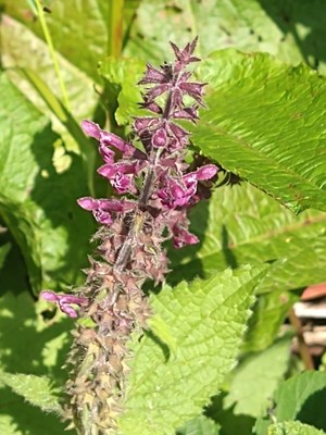 photo of Hedge Woundwort