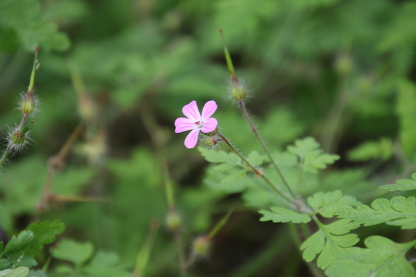 photo of Herb Robert