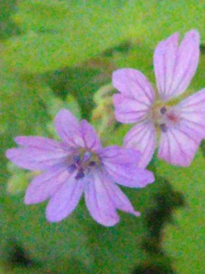 photo of Dove's Foot Crane's Bill