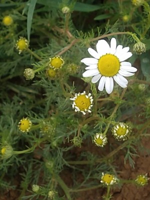 photo of Scented Mayweed