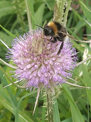 photo of Teasel