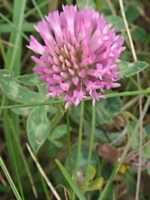 photo of Red Clover