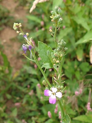 photo of Wild Radish