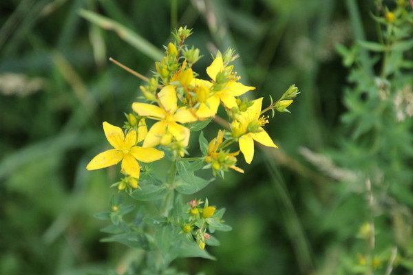 photo of Perforate St. John's Wort