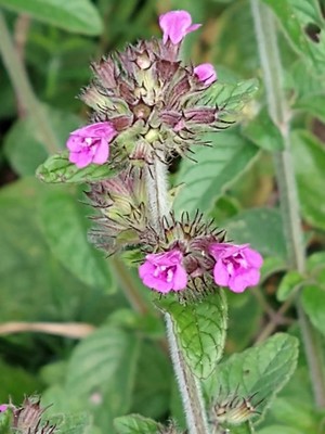 photo of Wild Basil
