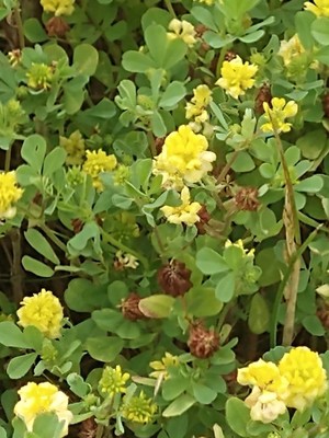 photo of Hop Trefoil