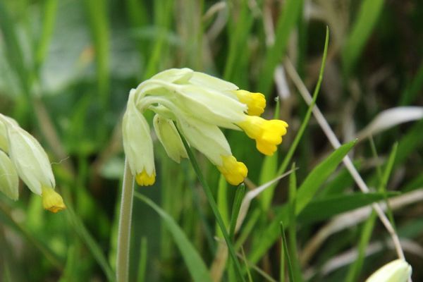 photo of Cowslip
