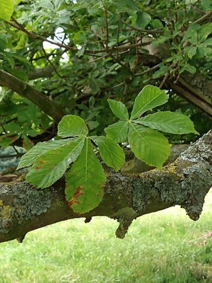 photo of Horse Chestnut