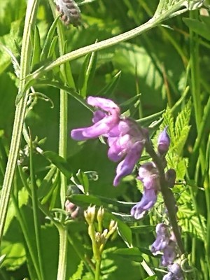 photo of Fodder Vetch