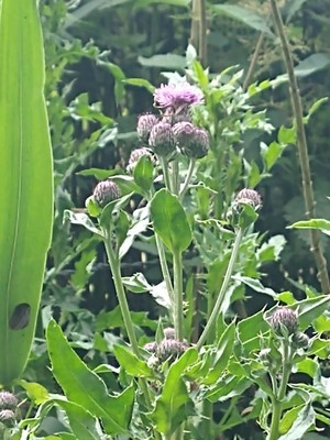 photo of Creeping Thistle