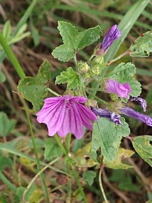 photo of Common Mallow