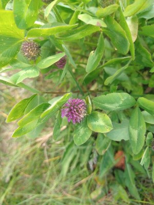 photo of Red Clover
