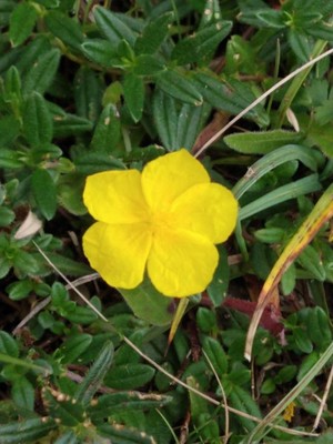 photo of Common Rockrose