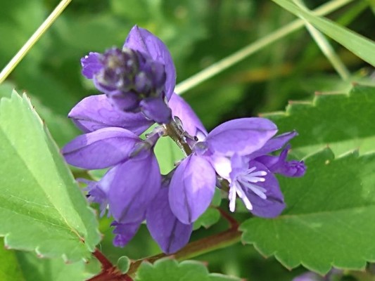 photo of Chalk Milkwort