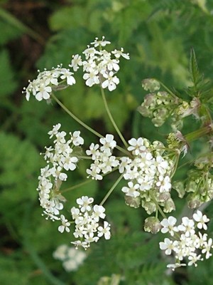 photo of Cow Parsley