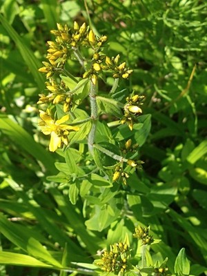 photo of Hairy St John's Wort