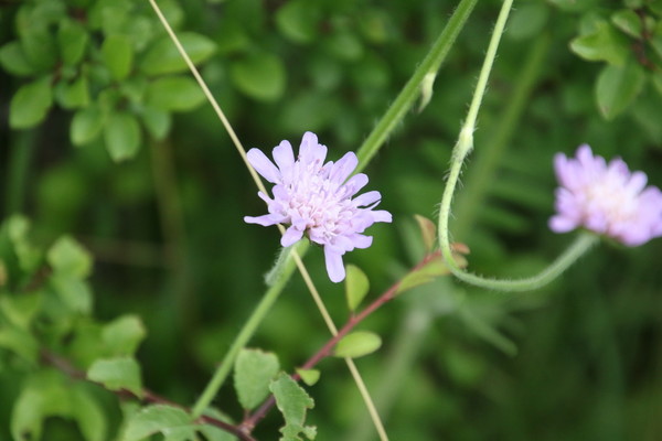 photo of Field Scabious