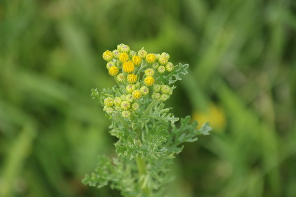 photo of Ragwort